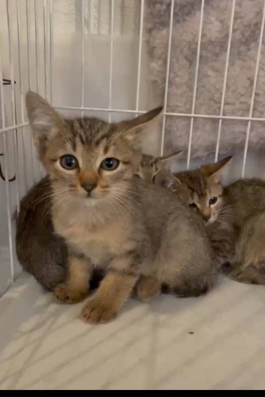 保護活動の様子