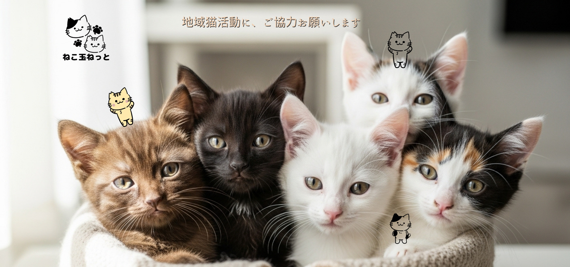 ねこ玉ねっと ヒーロー画像